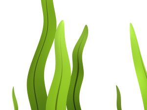 seaweed 3D Model
