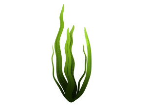 seaweed 3D Model
