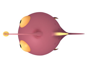 angler fish 3D Model