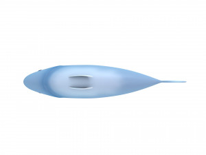 fish 3D Model