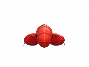 lobster 3D Model