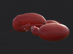 lobster 3D Model