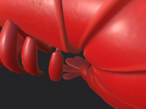 lobster 3D Model