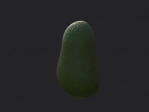 avocado 3D Model