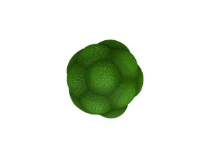 broccoli Modelo 3D