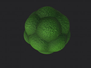 broccoli Modelo 3D