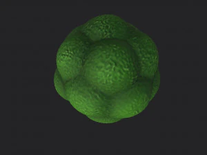 broccoli 3D Model
