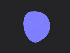kiwi 3D Model