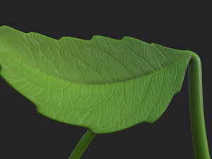 cherry Modelo 3D