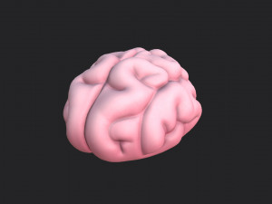 brain Modello 3D