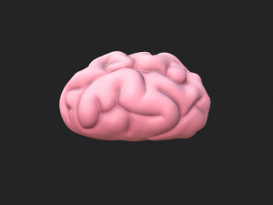 brain Modello 3D