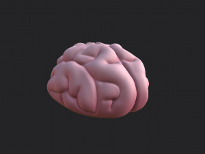 brain Modello 3D