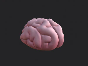 brain 3D Model