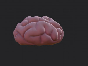brain Modello 3D