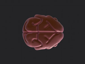 brain Modello 3D