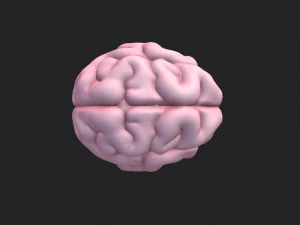 brain 3D Model