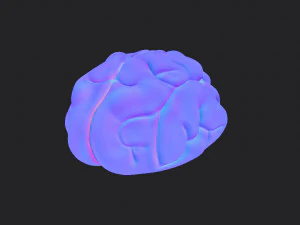 brain 3D Model