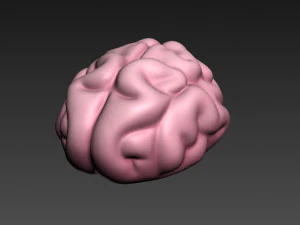 brain 3D Model