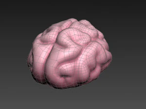 brain 3D Model
