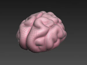 brain 3D Model