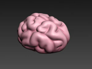 brain 3D Model