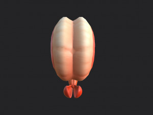 shrimp 3D Model