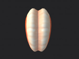 shrimp 3D Model