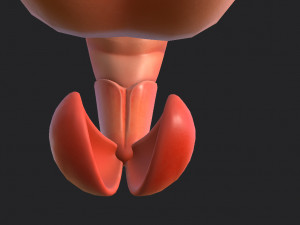 shrimp 3D Model