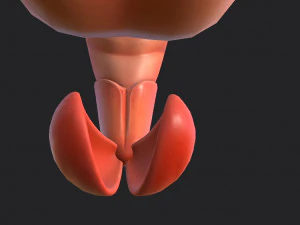 shrimp 3D Model