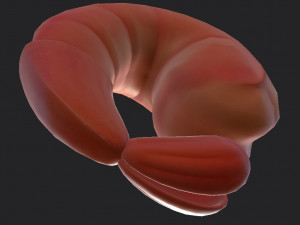 shrimp 3D Model