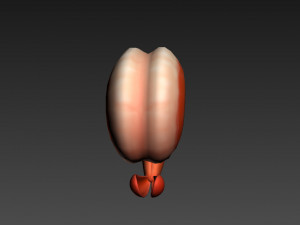 shrimp 3D Model