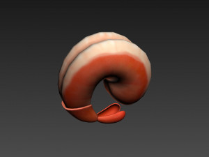 shrimp 3D Model