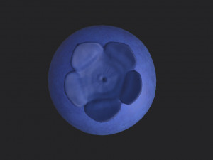 blueberry 3Dモデル