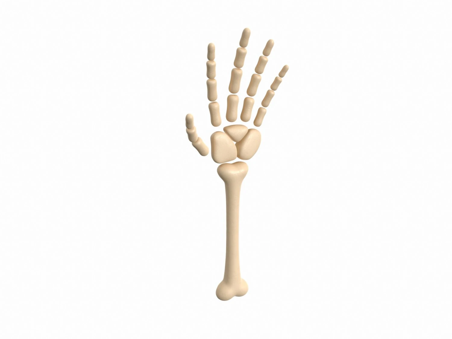 arm bone 3D Model .c4d .max .obj .3ds .fbx .stl .blend