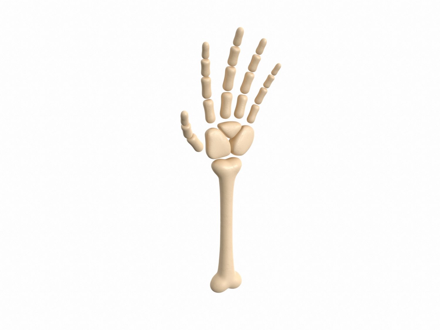 Arm Bone 3d Model In Anatomy 3dexport