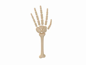 arm bone 3D Model