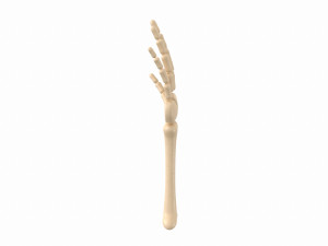 arm bone Modelo 3D