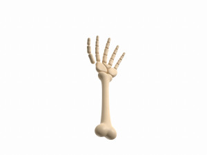 arm bone Modelo 3D