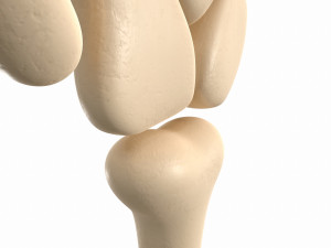 arm bone Modelo 3D