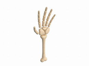arm bone Modelo 3D
