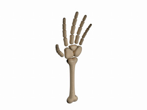 arm bone Modelo 3D