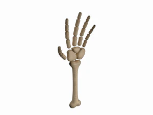 arm bone 3D Model