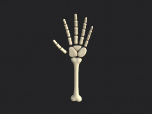 arm bone Modelo 3D