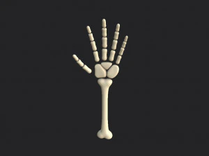 arm bone 3D Model