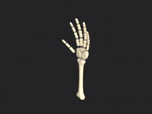 arm bone Modelo 3D