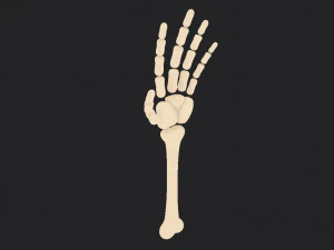arm bone 3D Model