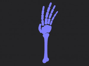 arm bone Modelo 3D