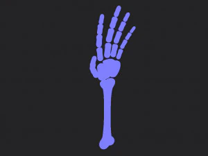 arm bone 3D Model