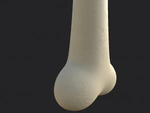 arm bone 3D Model