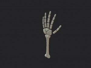 arm bone Modelo 3D